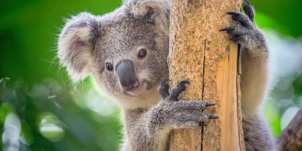 12-Day Australia from Reef to Vine Tour | 35% Off