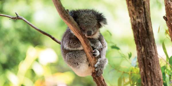 20-Day Australia Explorer Voyage w/ Suite Upgrade