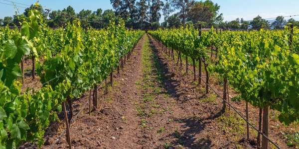 7-Day Chile Wine Region Tour | 45% Off