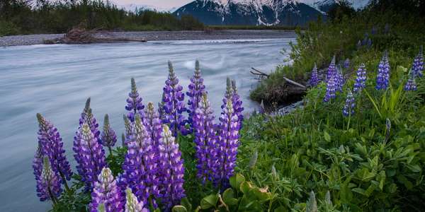 Experience Alaska’s Natural Wonders in Anchorage