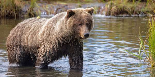 Experience Alaska’s Natural Wonders in Anchorage