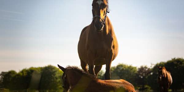Irish National Stud & Gardens | Up To 25% Off