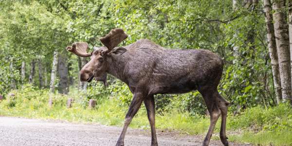 Special Offers to Save on Your Alaska Vacation