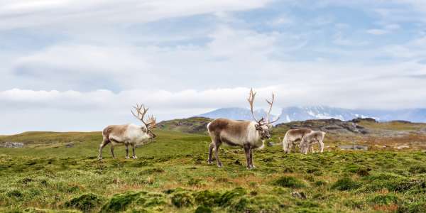 18-Day Alaska Explorer | Up to 30% Off + Kids Sail Free